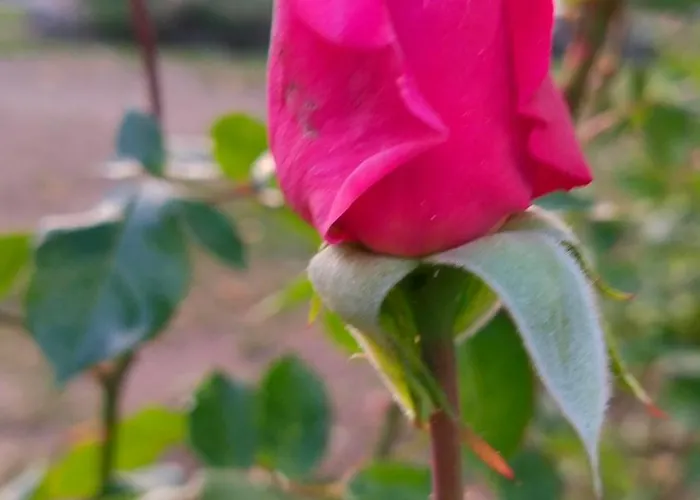 Πανσιόν Prawdzicowka *