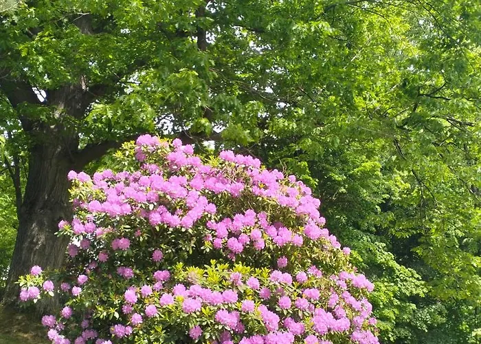 Πανσιόν Prawdzicowka *